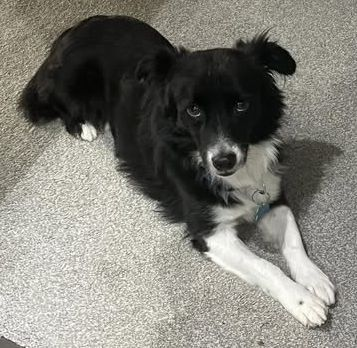 millypod1's tweet photo. 🆘29 OCT 2025 #Lost Mivvy/Murphy #ScanMe
Collie Cross Male
Snodland Train Station #Snodland #Kent #ME6
Nervous NEW #RESCUE does not know area
https://t.co/QAH5ep1X5C https://t.co/YtRavNdd3Q