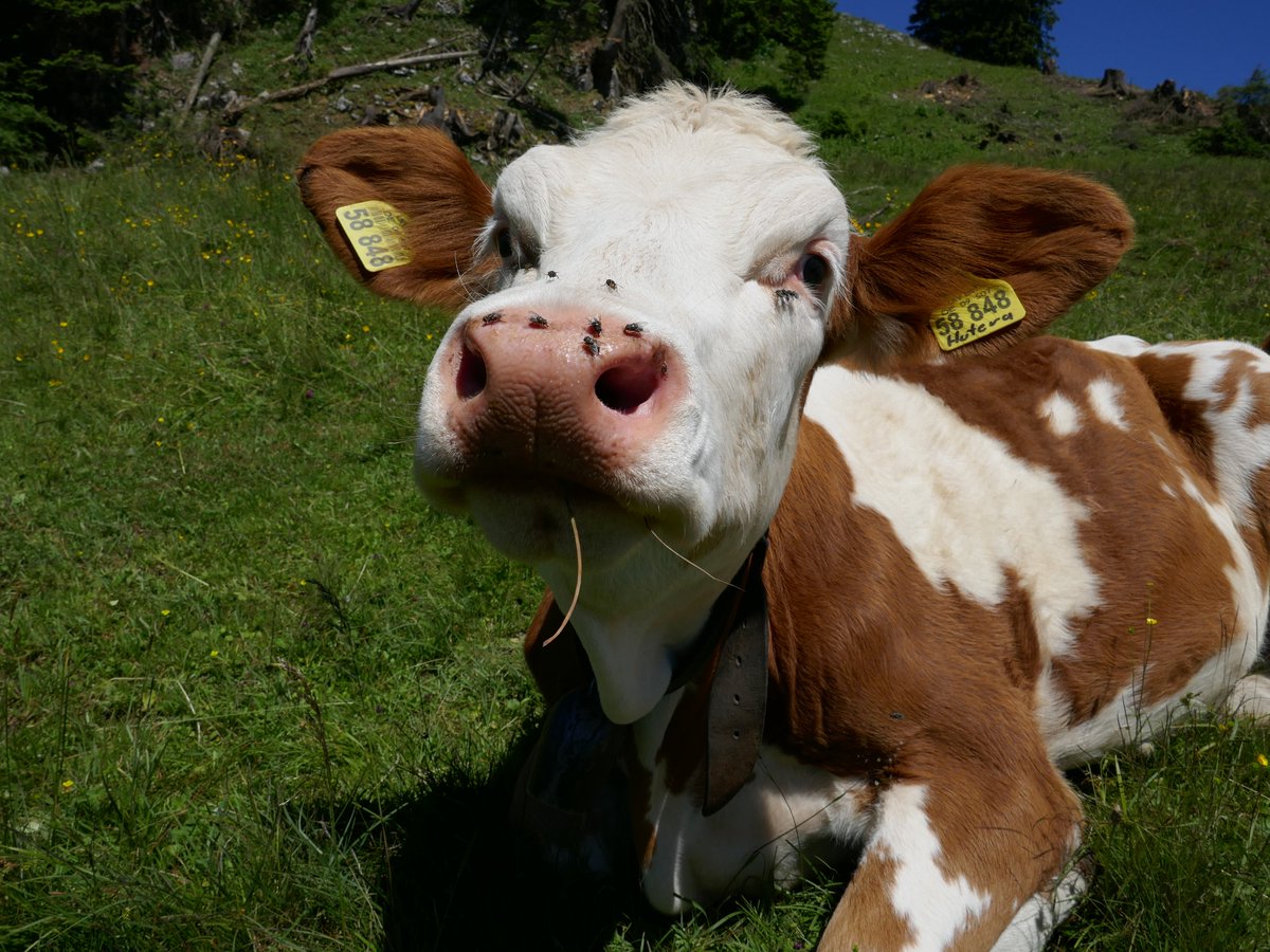 MartinH_'s tweet photo. @FarmSanctuary https://t.co/DO1nLTFbQK