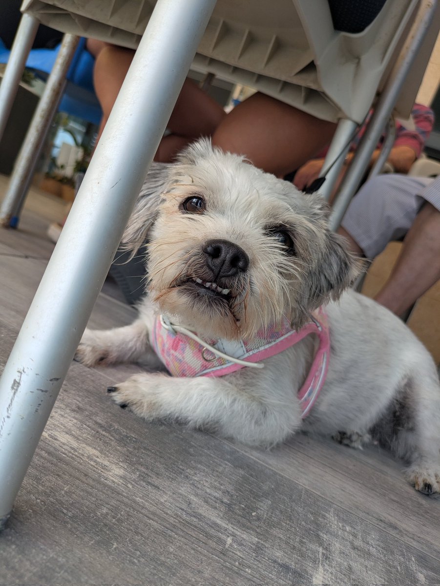 Dog sitting this iccle one today... 🐕‍🦺🐾🐾🐾