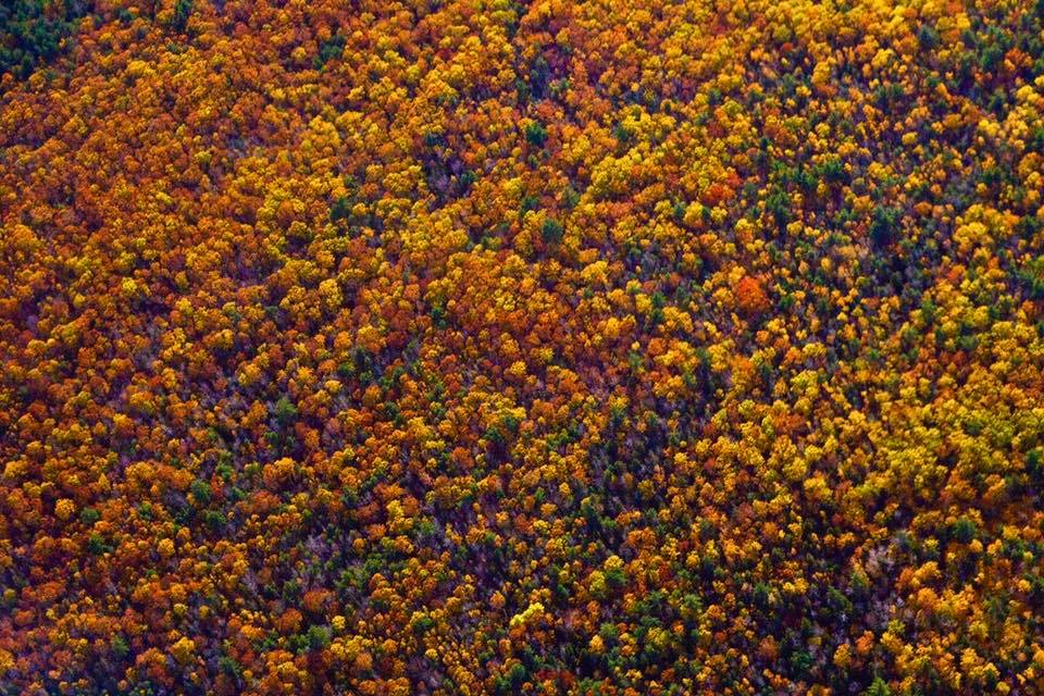 lighthawk_org's tweet image. #TBT to 2018, when photographer Lauren Ownes joined a LightHawk flight with the @NEForestry to capture Maine’s Denny’s River—vital spawning habitat for endangered Atlantic Salmon. 🐟

Forests shape rivers. Rivers sustain life. 🌲💧
#LightHawk #ConservationInFlight #NewEngland