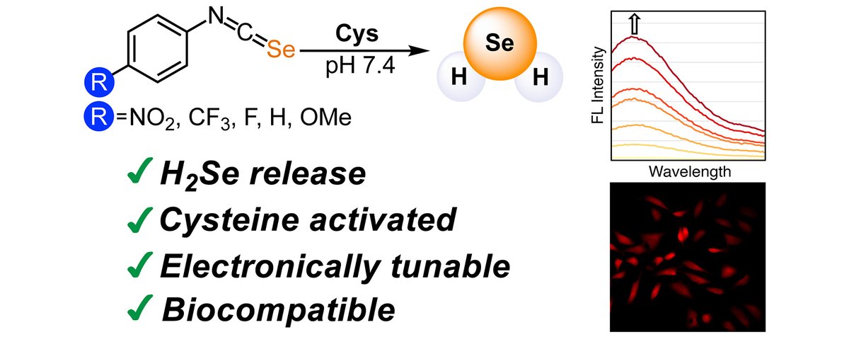 New Chem Commun paper on Cys-activated H2Se delivery from isoselenocyanates. Includes mechanistic insights, solution characterization, and cell imaging. Great work Reis, Keyan, Christopher, Arman, Turner, &amp; Kaylin! pubs.rsc.org/en/content/art…