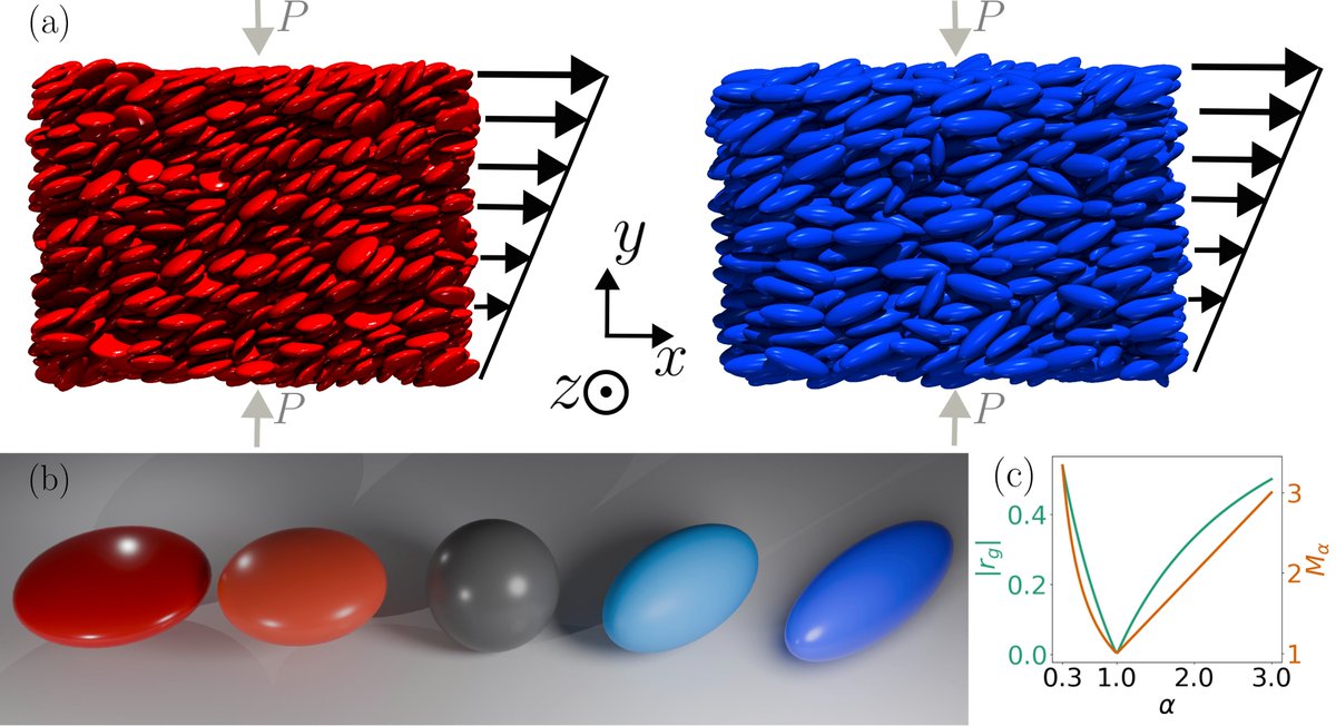 Computer simulations of particle systems reveal that oblate particles form larger, more coordinated flowing groups and build stronger internal force networks that enhance collective and synchronized movement than prolate particles.

🔗 go.aps.org/3WsOvE3