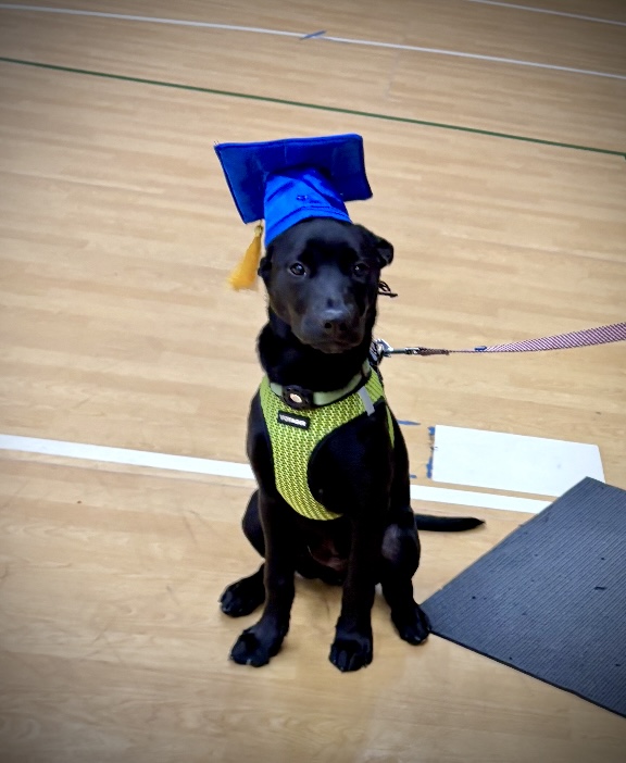 GG_Lab_Rescue's tweet image. Our GGLRR&apos;s good boy Clover just graduated from obedience school — top of his class in charm, tail wags, and snack motivation! From turning “sit” into a full-body wiggle to mastering a solid “stay,” Clover has come such a long way. #goodboy