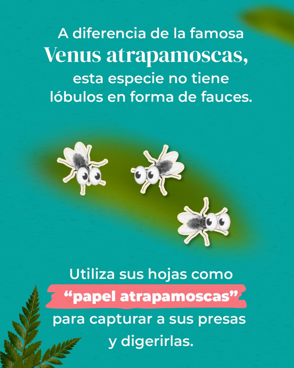 udg_oficial's tweet photo. ¿Una planta carnívora ¿en forma de flor? 🪴🌼

Investigadores del #CUCBA descubrieron a la "Pinguicula tonalaensis" y tiene una forma poco común de devorar a sus presas. 👀 🪰

¿Quieres saber más de ella? Lee la nota completa en nuestras historias destacadas #GacetaUdeG. 🤓📰 https://t.co/FJOUeZMTGE