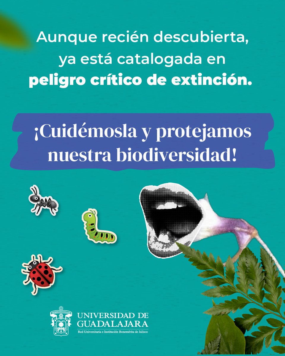 udg_oficial's tweet photo. ¿Una planta carnívora ¿en forma de flor? 🪴🌼

Investigadores del #CUCBA descubrieron a la "Pinguicula tonalaensis" y tiene una forma poco común de devorar a sus presas. 👀 🪰

¿Quieres saber más de ella? Lee la nota completa en nuestras historias destacadas #GacetaUdeG. 🤓📰 https://t.co/FJOUeZMTGE