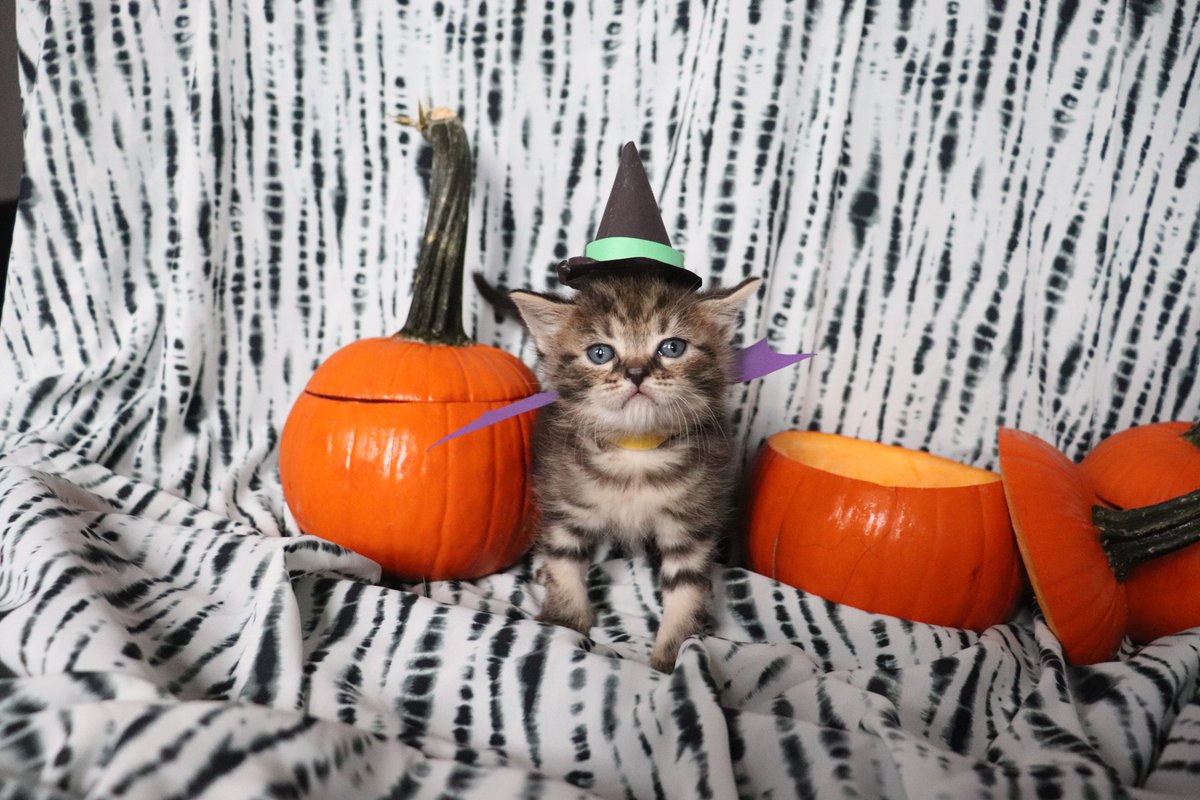 Now that these hauntingly cute kittens have your attention 👻🐾 — check out Halloween safety tips to help keep pets safe from treats, costumes &amp; spooky stress! 
#AnimalWelfare #HalloweenSafety #ShelterPets #ASPCApro aspcapro.org/resource/hallo…