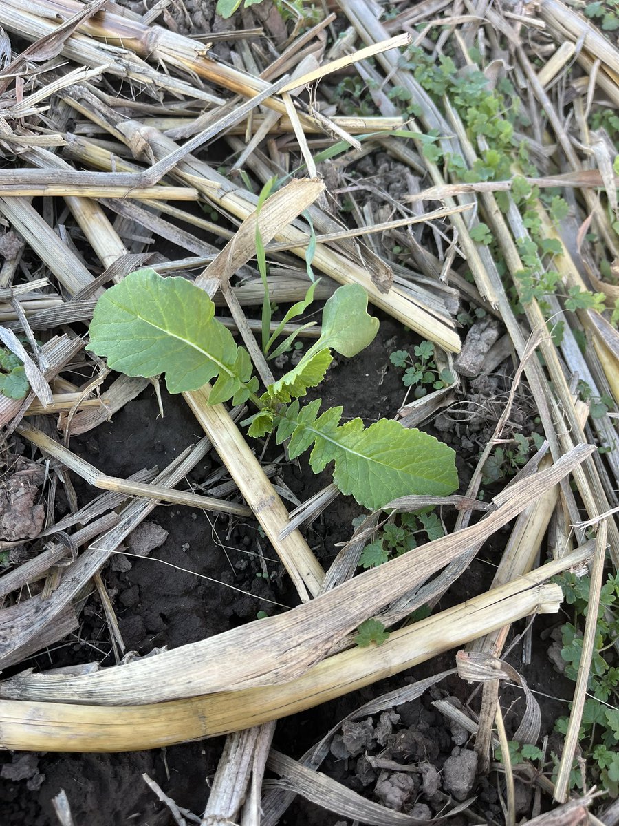 Radishes putting in the work so far this fall.