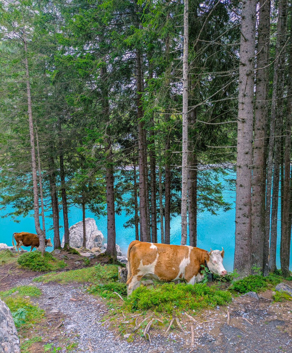 petitewalks's tweet image. my camera roll after visiting kandersteg🇨🇭
