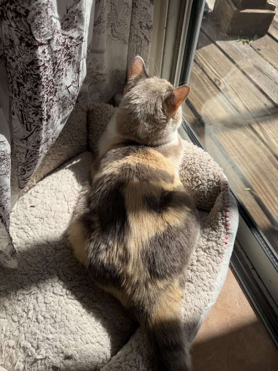 Panko A. Cat’s Mom tweet media