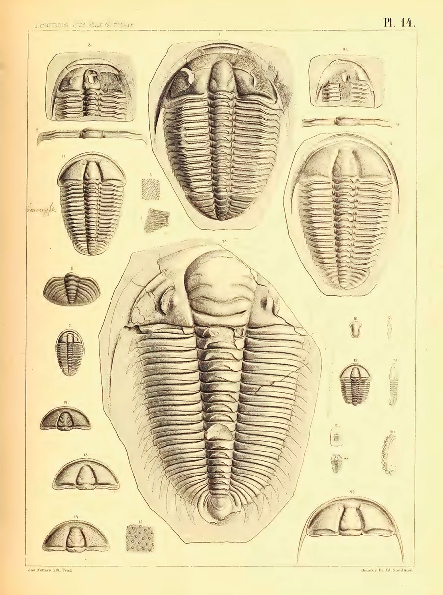 "Fueron diminutos o tan largos como un paraguas. [...] otros estuvieron llenos de abultamientos o tuvieron espinas en las espinas o hasta sobre las protuberancias que alojaban sus ojos de calcita". Conoce a Enrique el trilobite. Una especie hoy extinta, pero que vivió más de 520