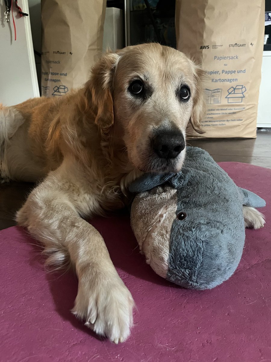 Transbaerchen's tweet image. Bestes Produkt aller Zeiten. 
In allen Größen.