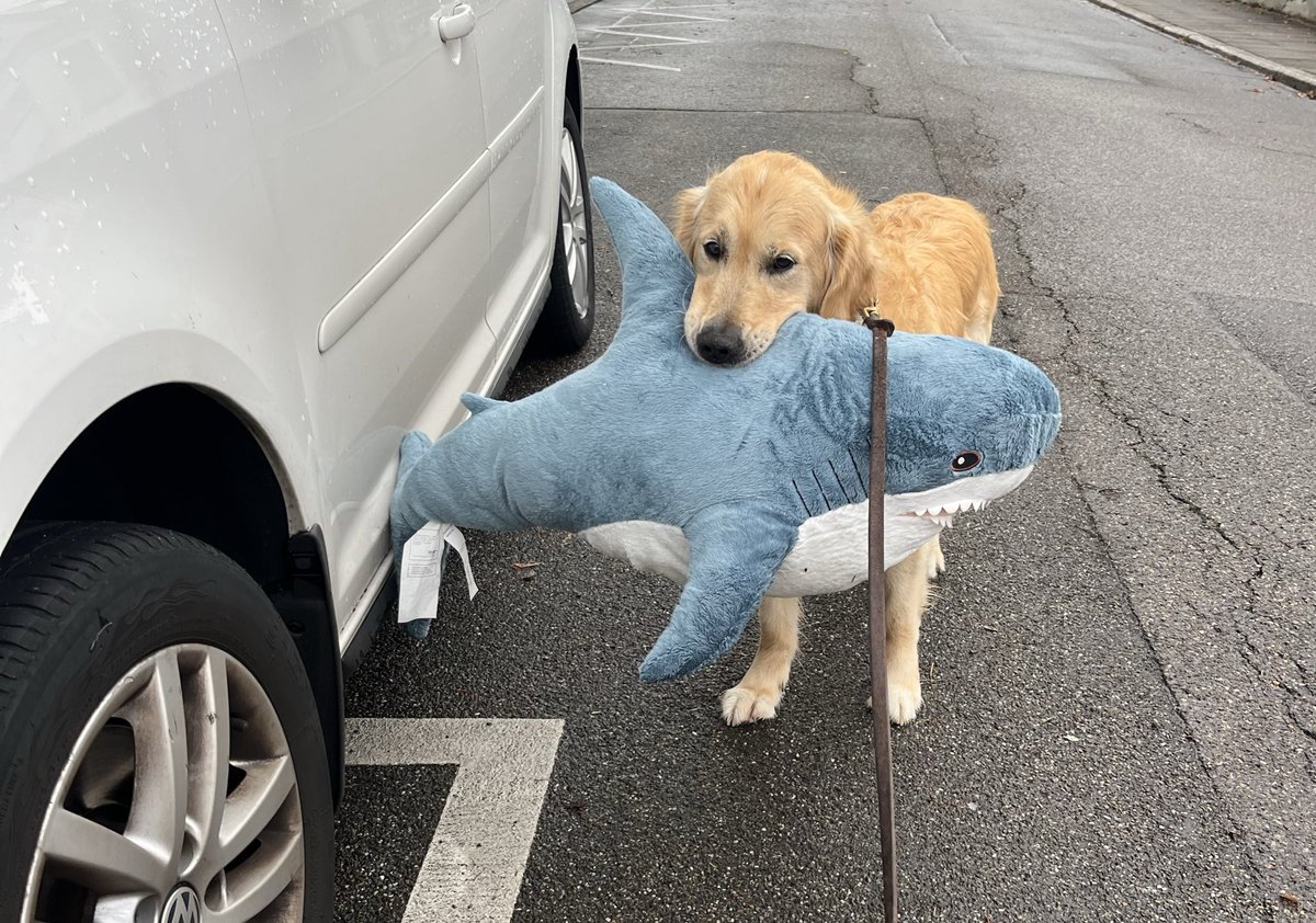 Transbaerchen's tweet image. Bestes Produkt aller Zeiten. 
In allen Größen.