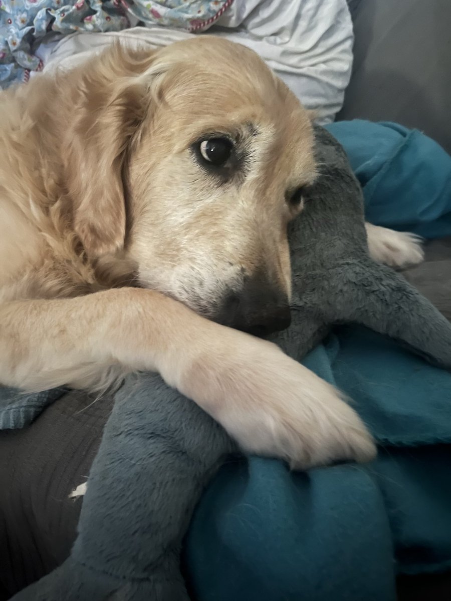 Transbaerchen's tweet image. Bestes Produkt aller Zeiten. 
In allen Größen.