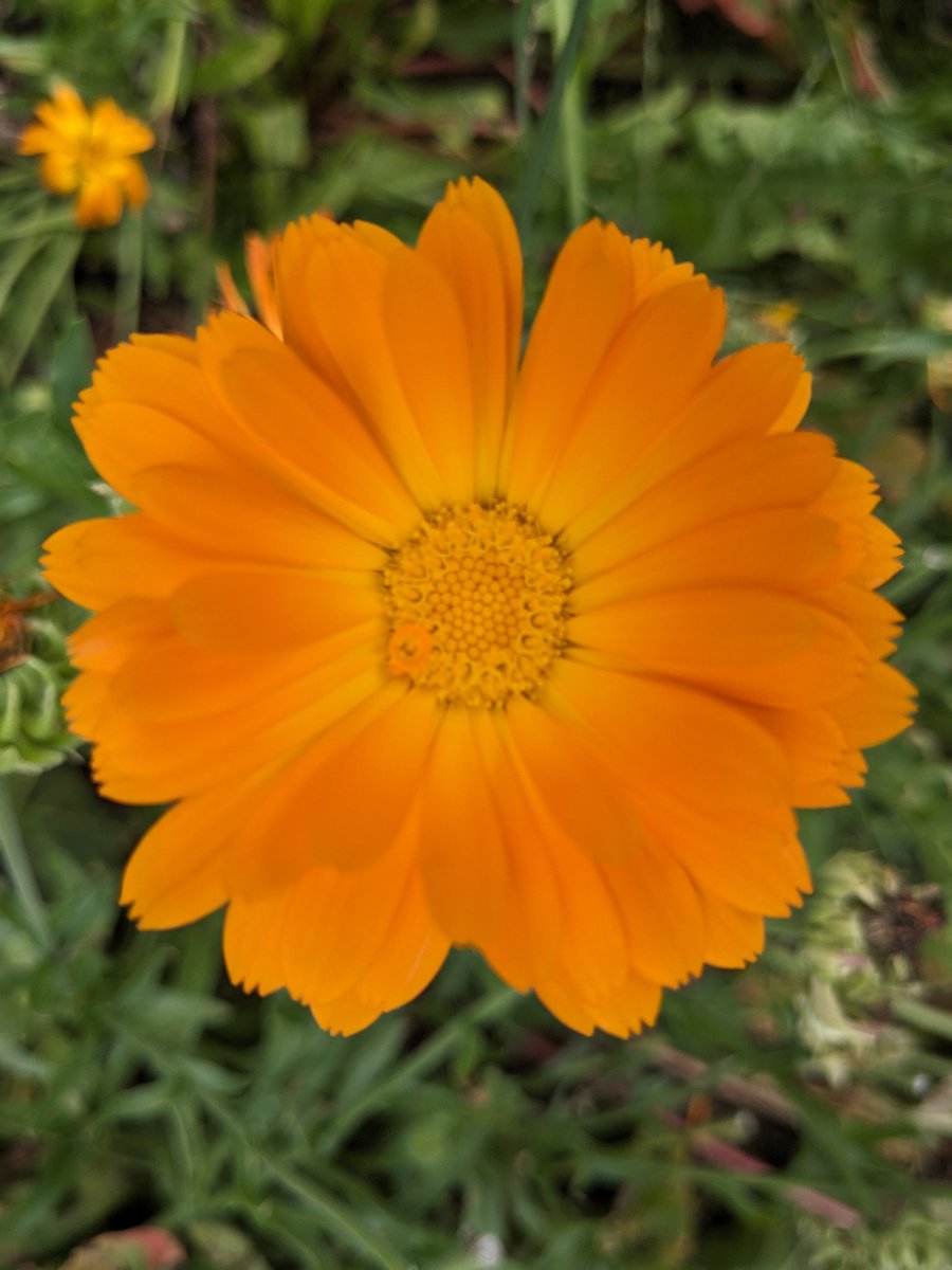 A big thank you to all the cuzzos who have shown support by ordering our herbal products. We are happy to grow the herbs and be a supplier of plant medicine.