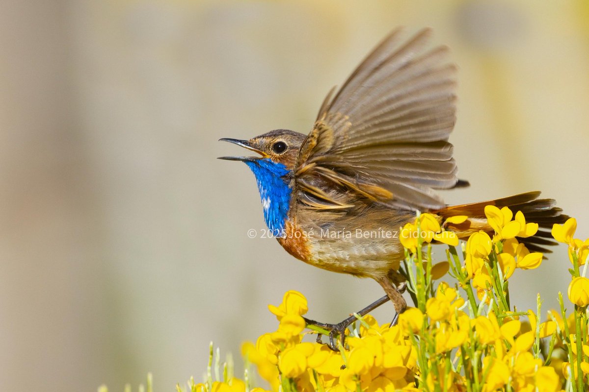 Este Ruiseñor pechiazul cantaba durante el cortejo, marcando su territorio entre los piornos, mientras intentaba mantener el equilibrio. Es una especie que me encanta, y que durante en otoño e invierno es posible verlos en algunas zonas cercanas a Mérida.