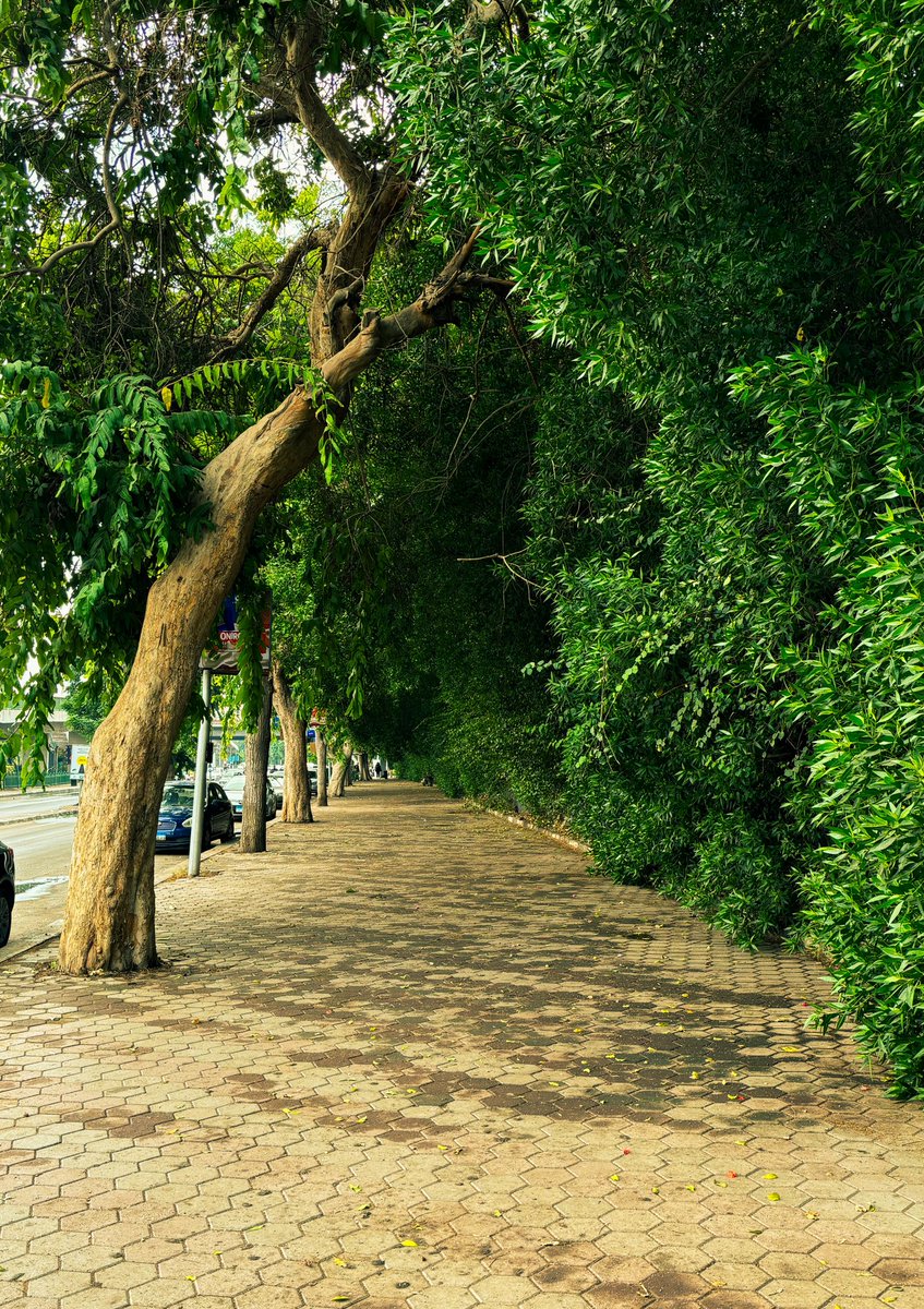 mzaehm_'s tweet image. The color green in Zamalek Cairo.