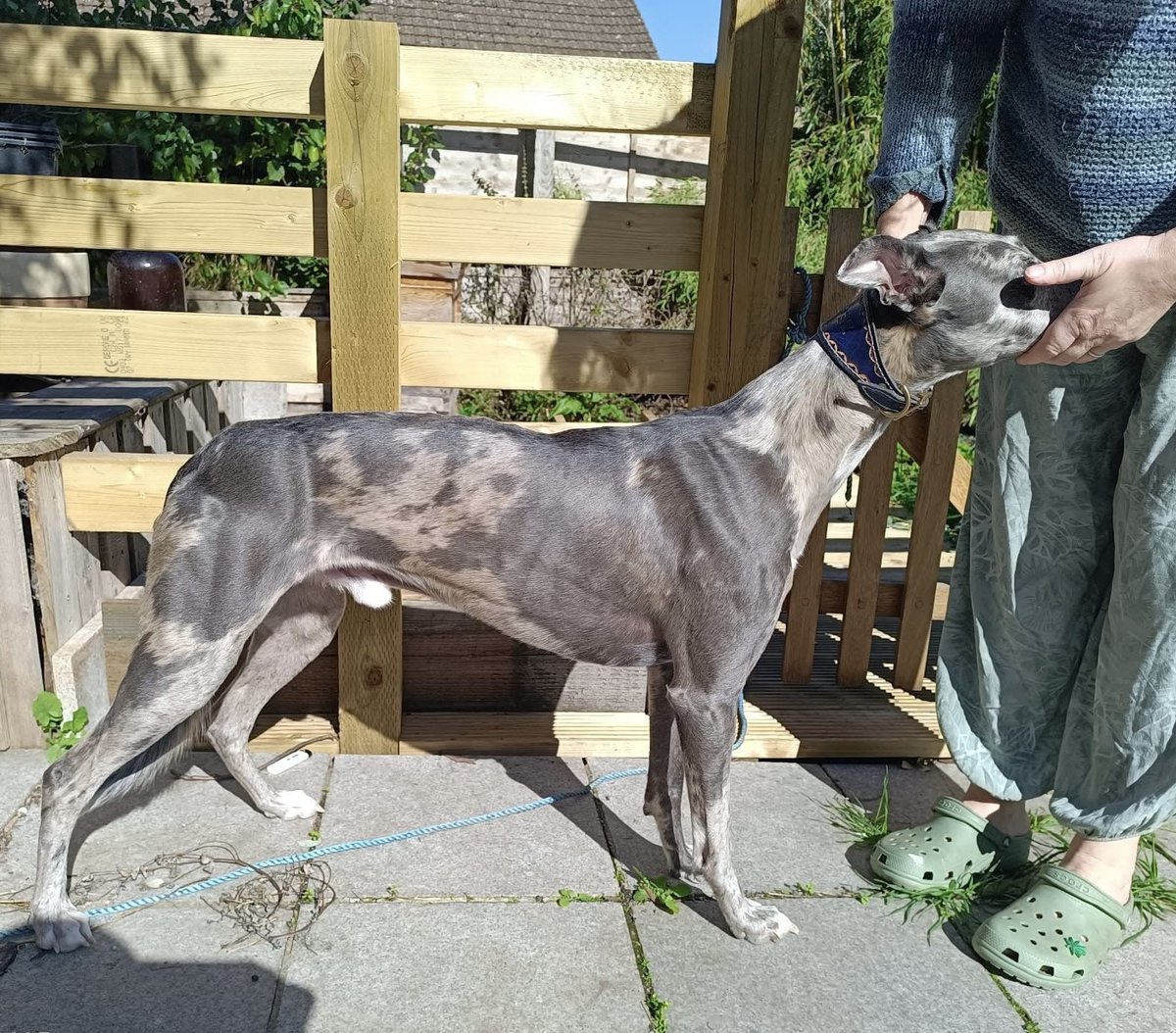 🆘29 OCT 2025 #Lost Zephyr #ScanMe
Grey Merle Lurcher Male
#Langley #Norwich #NR14 #Norfolk
He went missing on a walk.
doglost.co.uk/dog/200641