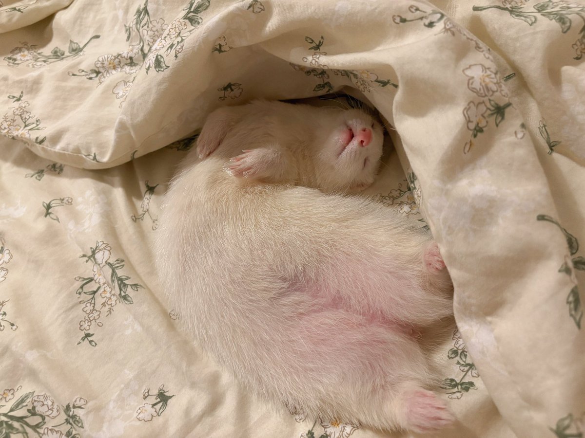 ウユちゃん on X