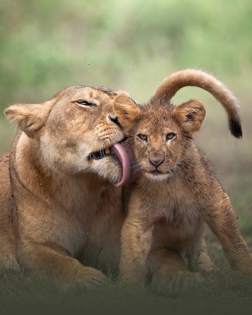 SMNK1972's tweet photo. A mother's love, like no other. Lioness with her cute cub captured beautifully by Sharon Vanadia https://t.co/9Nkp1BlHRG