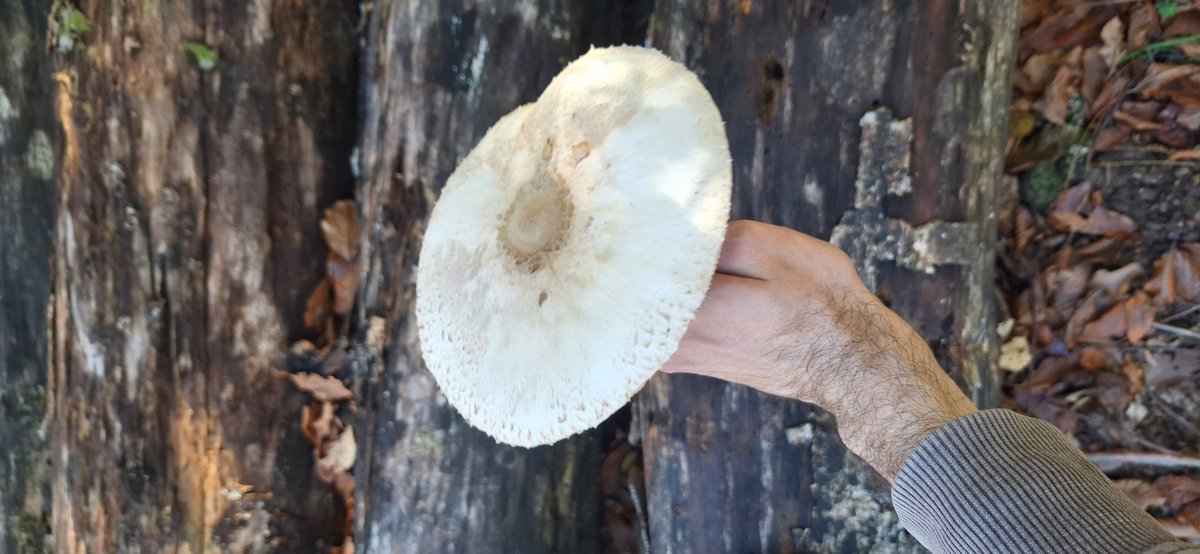 Bazı şirinler evsiz kaldı