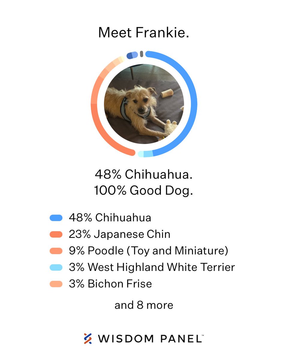 Kellypisme's tweet photo. My boy๐ถ๐#wisdompanel #dna #AdoptDontShop https://t.co/CZMmFZlV6n