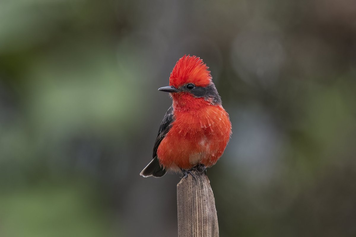 Este pajarito vive en muchos parques bogotanos y, aun queriendo pasar desapercibido, su belleza siempre lo delata.