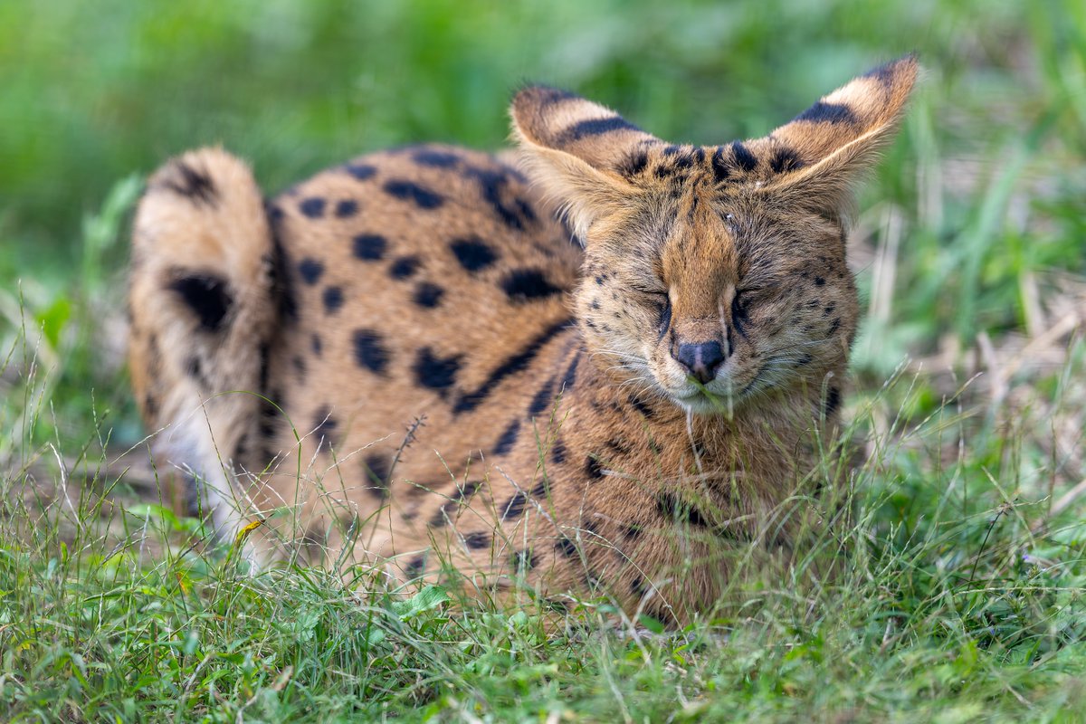 1か月ぶりの多摩動物公園
アポロ氏からイカ耳まばたき挨拶いただきました☺️