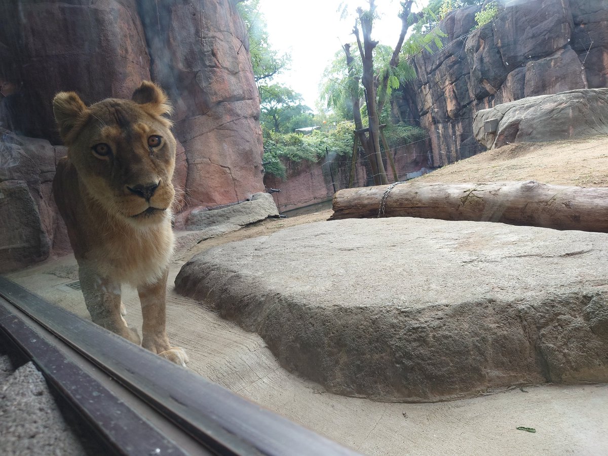 しばライオンページ 静岡市立日本平動物園 on X