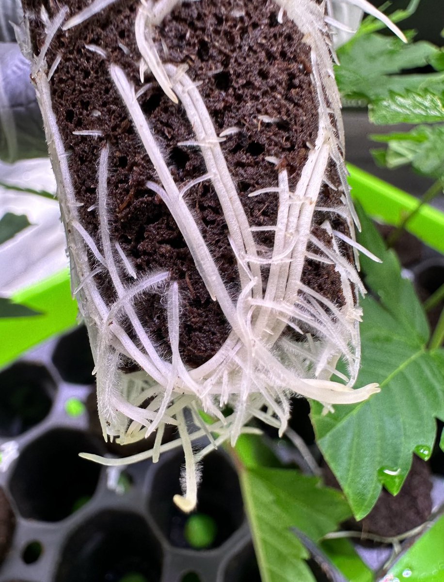 Ready for soil 🌱💚