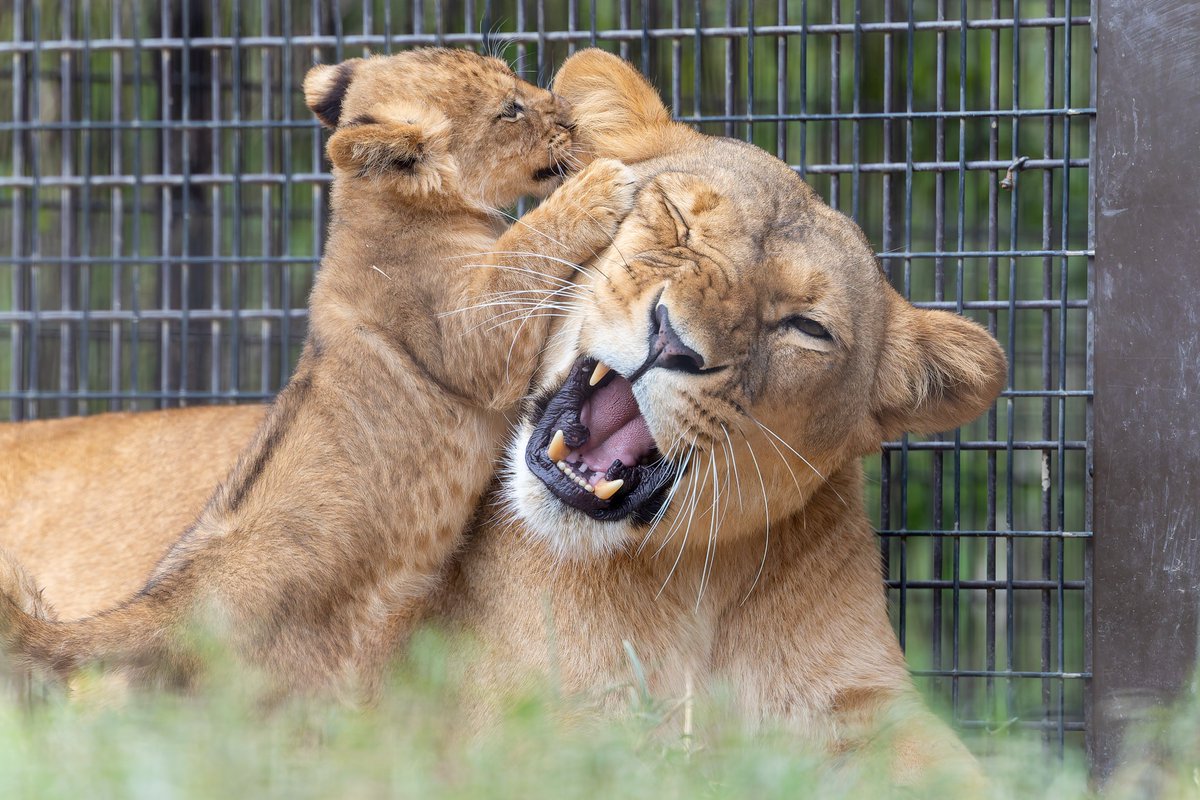 お母さんもたいへん🦁
#のんほいパーク
