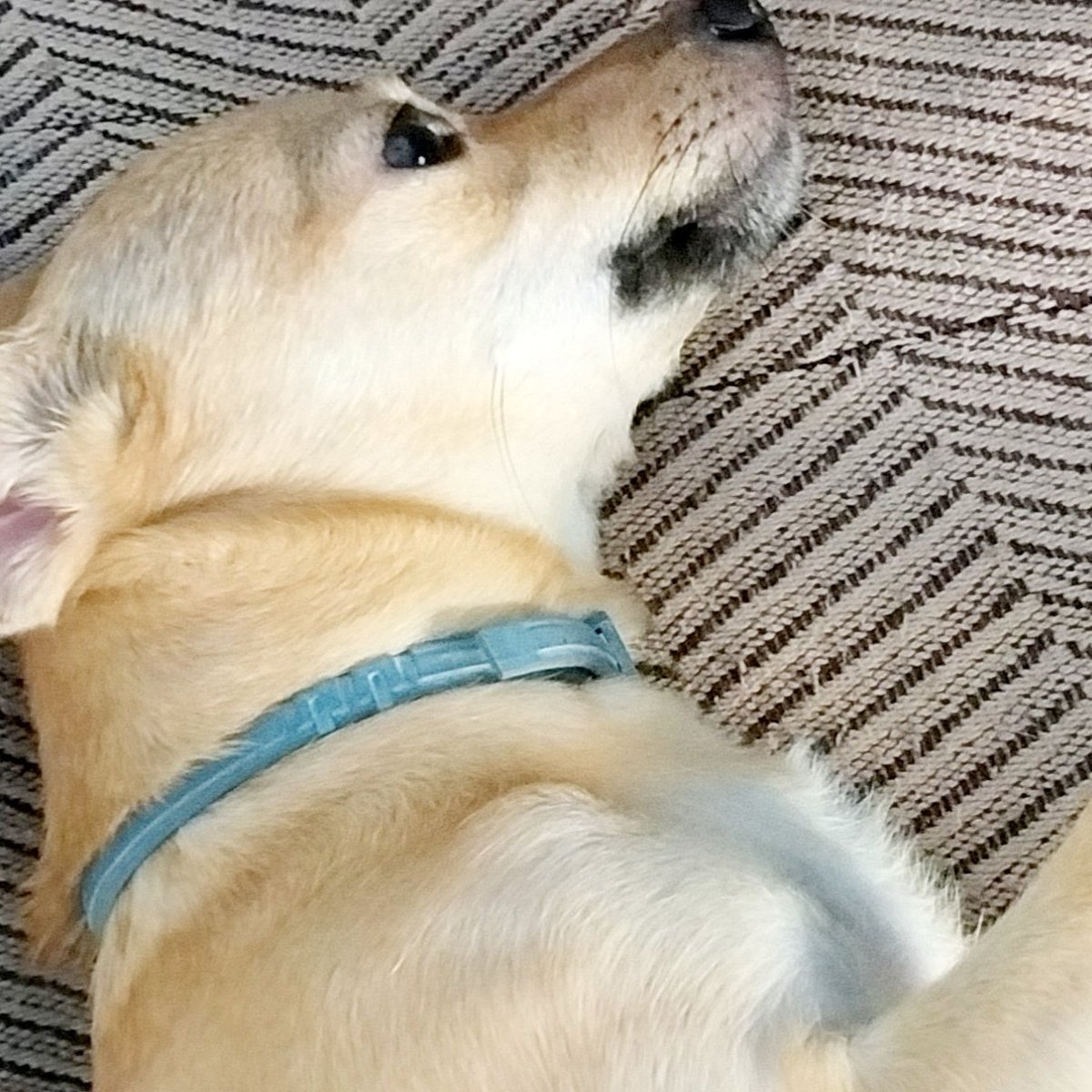 El amigo increíble de humano !
Llama al ser humano pero, no es un fallo,  porque los peros son fieles a sus dueños.
Los peros no traiciónan por eso a mi me gusta los peros.