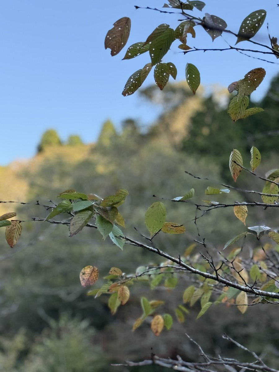 4f48kpMjSS8hjPt's tweet image. 25/10/30  はやしべさとし叙情歌を道づれに〜
霎時施 (こさめときどきふる)〜昨年夏孫たちと琵琶湖へ🛟遊覧船に乗り景色を楽しまれたlistnerさんrequest『琵琶湖周航の歌』〜11月の歌…『旅愁』訳詩犬童球溪作詞作曲オードウェイいんどうきゅうけいは熊本県人吉市出身
＂ふけゆく秋の夜旅の空の…＂🍂