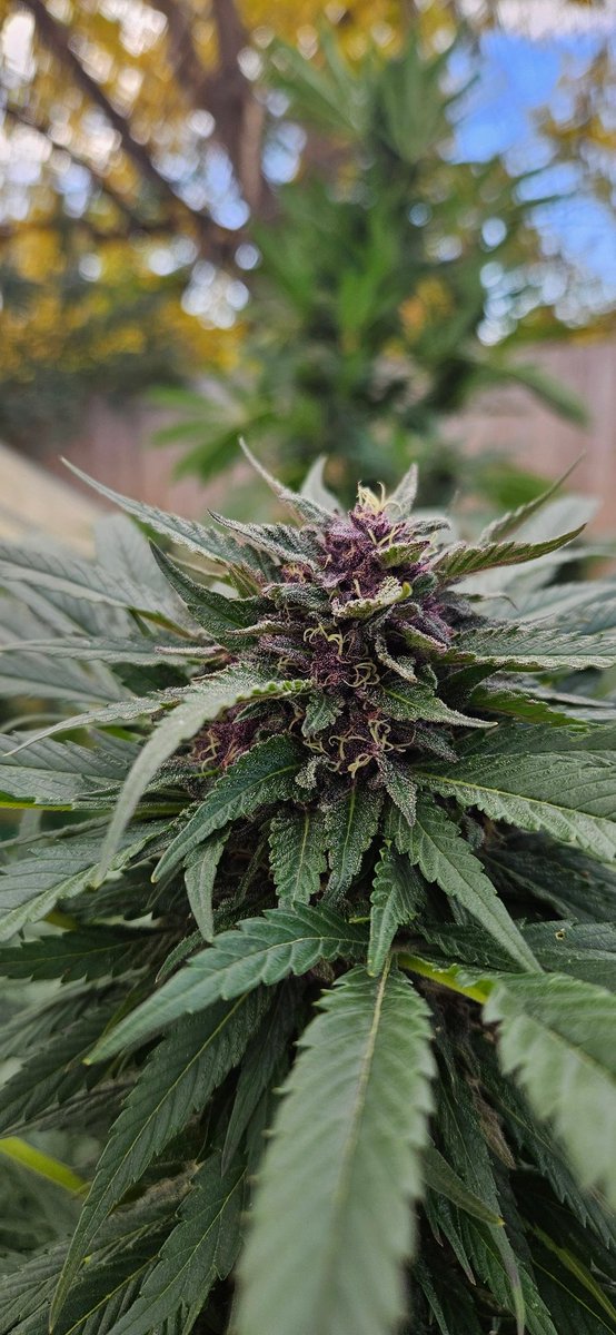 CryptoGnOhm's tweet photo. Bubbles blueberry f4 
@BrothersGrimmOG https://t.co/Hc2rYZHczZ