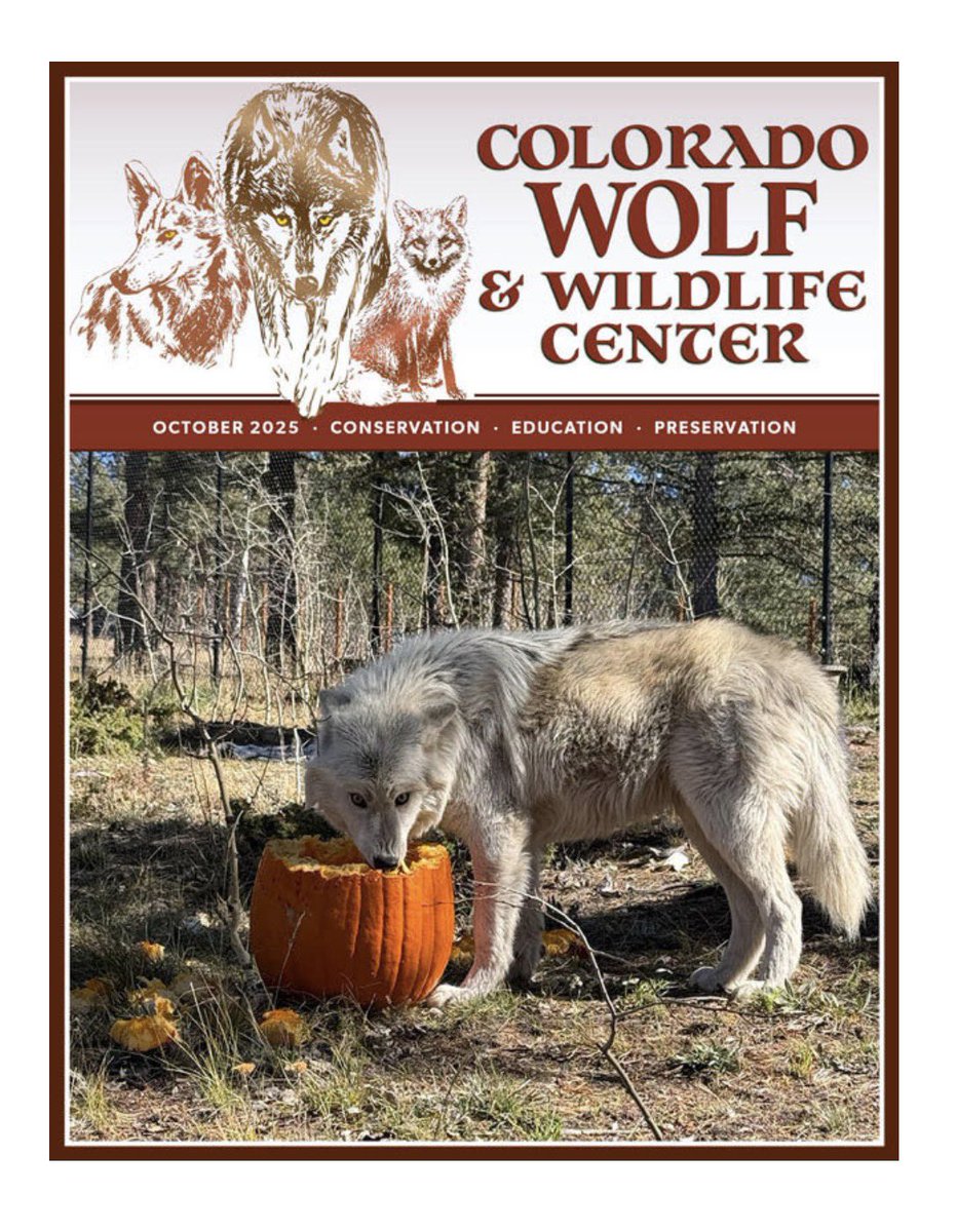 SamanthasLaw's tweet image. #CWWC 🐺 
wolfeducation.org