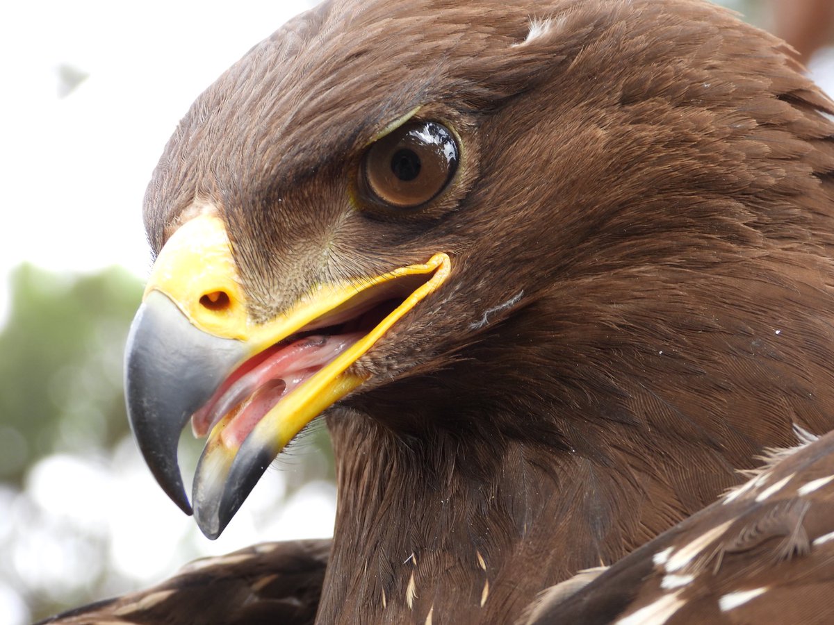 CABS_REPORTS's tweet photo. In Lebanon our anti-poaching team found a juvenile #LesserSpottedEagle shot & injured.
Due to its injuries it had to be euthanised.
Since the entire global population migrates through Lebanon, these losses are simply unsustainable due to the species low reproduction rate. https://t.co/cUb4KCj8f1