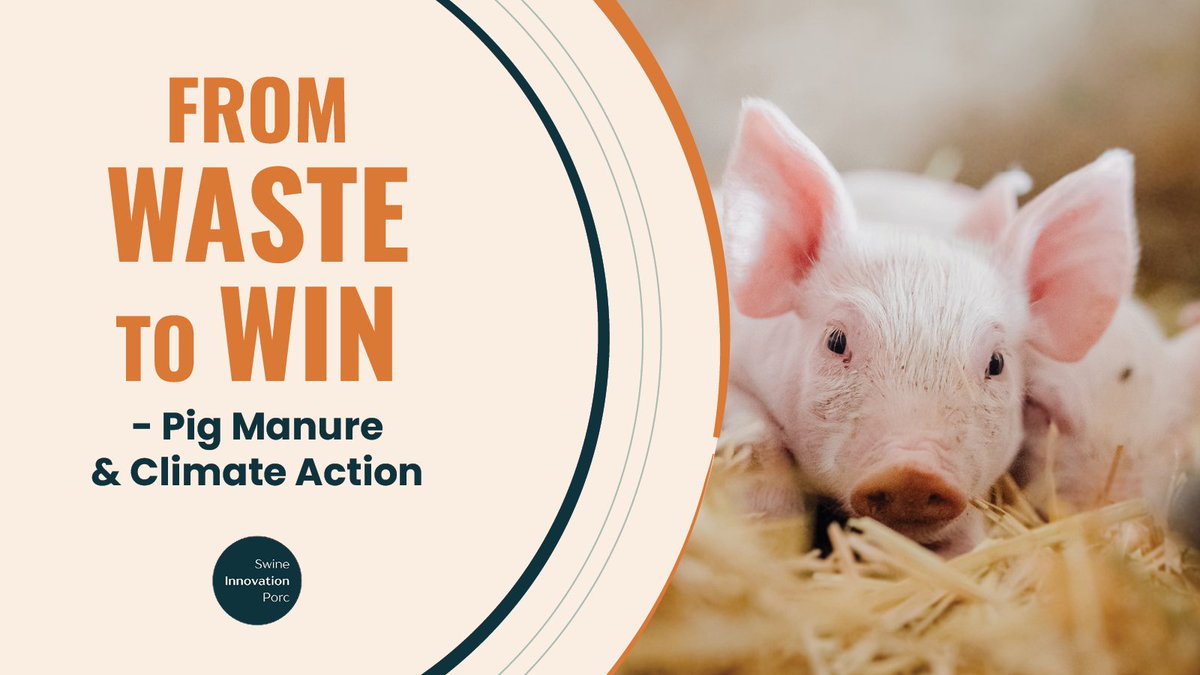SwineInnovation's tweet image. DYK: #SC4 research is tackling one of pig farming’s biggest environmental challenges: methane emissions from manure. Researchers are focused on developing strategies to help farmers cut emissions and maybe even create renewable energy. 

The goal? A net-zero pork sector that’s…