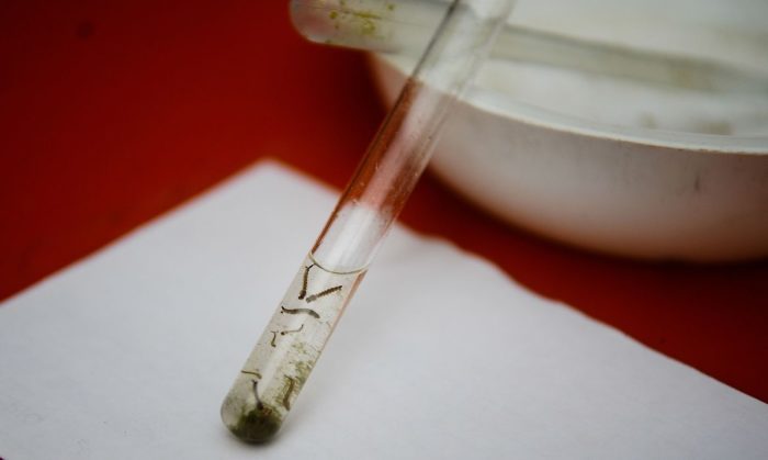 Quarto LIRAa de 2025 aponta aumento de 40% na infestação do Aedes aegypti em Manhuaçu

Leia mais em: tribunadoleste.com.br/2025/10/quarto…