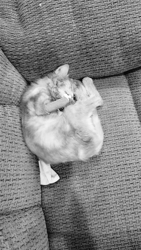 ما أصدقك موتك ياجيسي 💔💔💔
وداعًا ياحبيبة القلب 💔💔💔