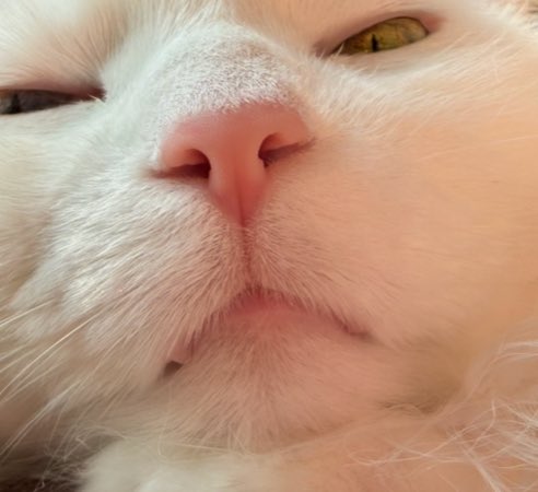 Freya May tweet media