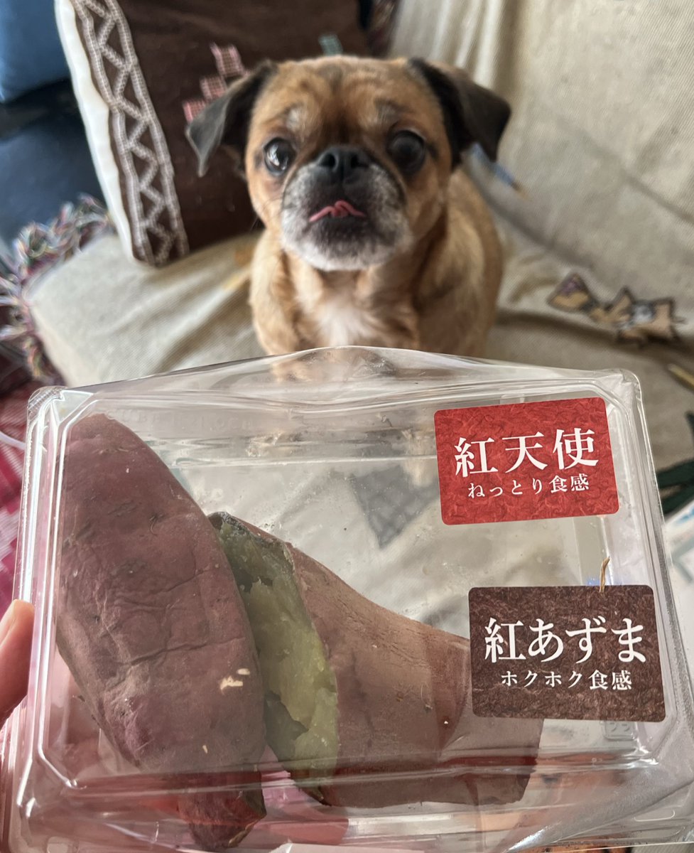 あずたん！ミニピンちゃん レッド x３ Kerberos🏳️‍🌈🏳️‍⚧️ on X