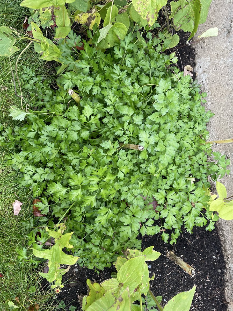 Do you just cut hang to dry and then crush to save parsley? Has anyone done this and how did it turn out. I have this beast of a plant that I need to do something with.