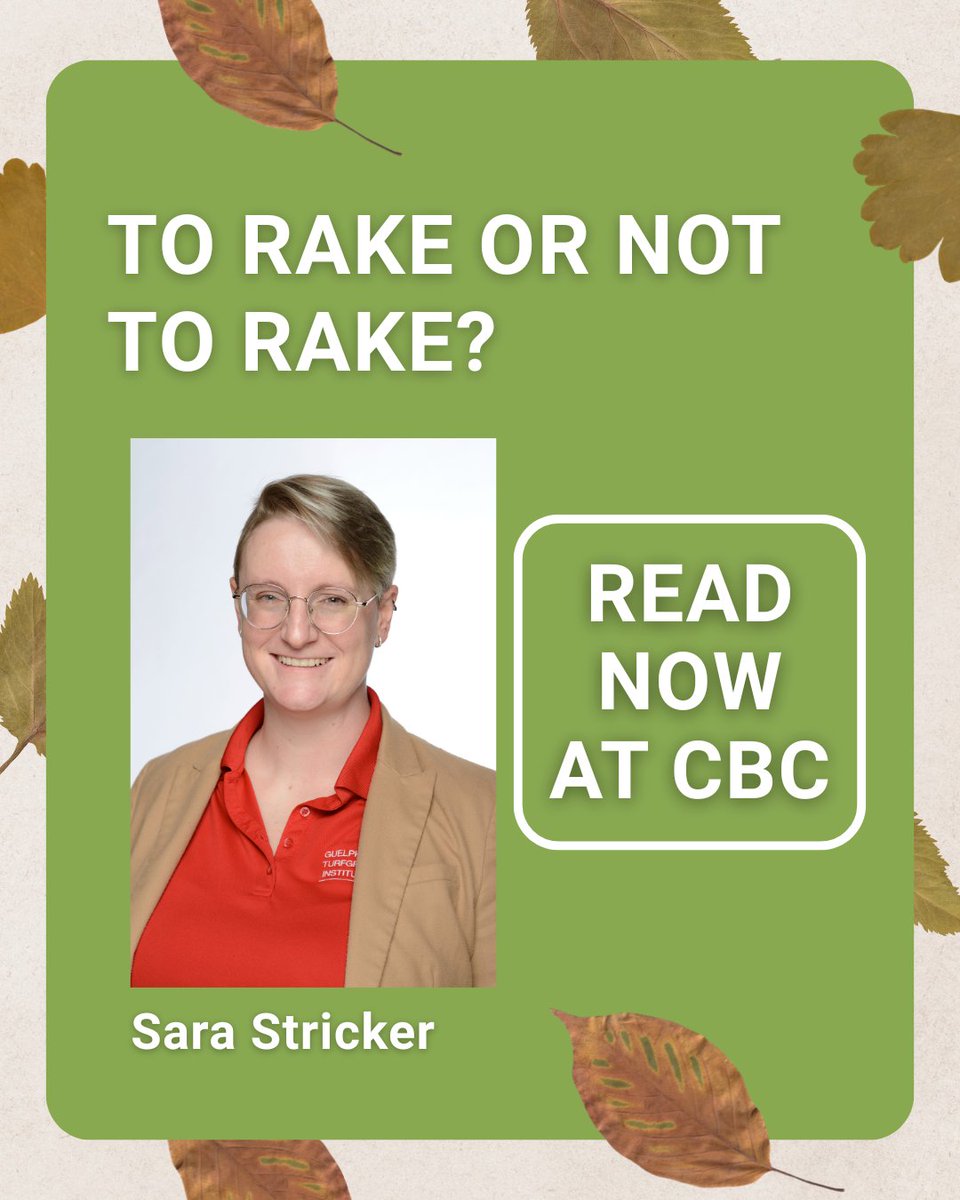 GuelphTurf's tweet image. To rake or not to rake? That&apos;s the fall question! GTI&apos;s Sara Stricker spoke with CBC about the best way to handle your leaves this season for healthy turf and insect habitats! Read more: bit.ly/4nncRKe
#lawncare #turftips #lawncaretips