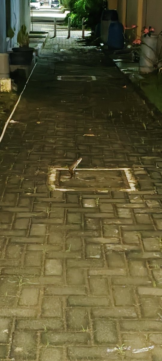 Sleepnormal's tweet image. Kena begal