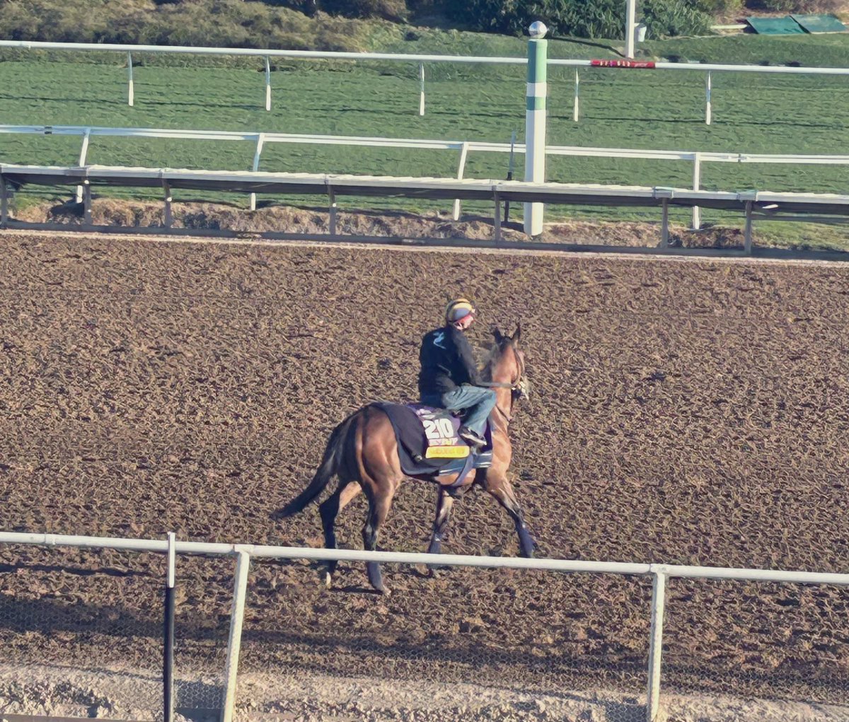 Nuestra Sarawak Rim en la pista de arena de Del Mar, antes de iniciar su galope esta mañana. El sábado correrá la <a href="/BreedersCup/">Breeders' Cup</a> Distaff (G1). ¡Vamos Argentina!