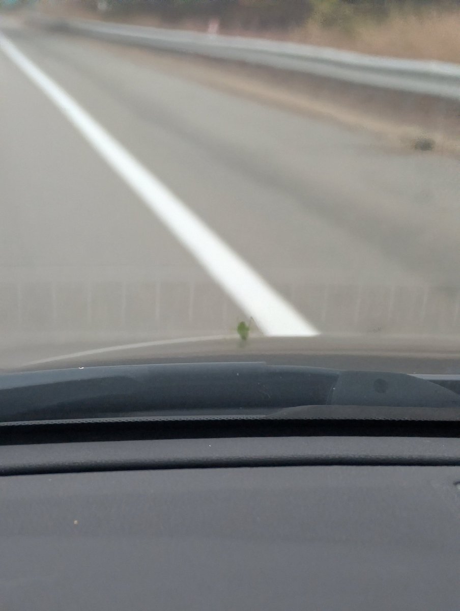 AzrielAudio's tweet image. Little guy survived the 8 mile highway drive. Didn't even notice it till I was almost at my exit!