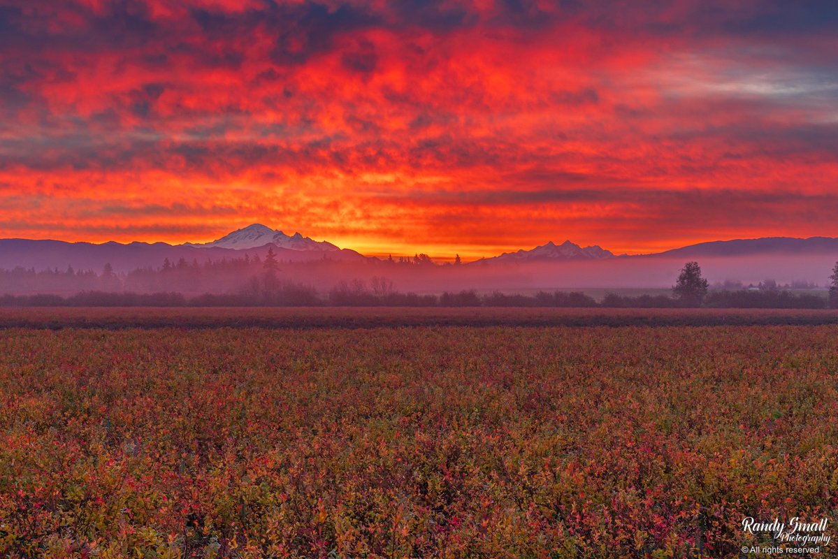 RandySmall's tweet image. Dazzling display of the sunrise this morning over the fall colors on these blueberry bushes! What a morning to watch the fog roll in just below Mt. Baker and the Twin Sisters!
Hannegan Road - Whatcom County, WA #wawx #pnw