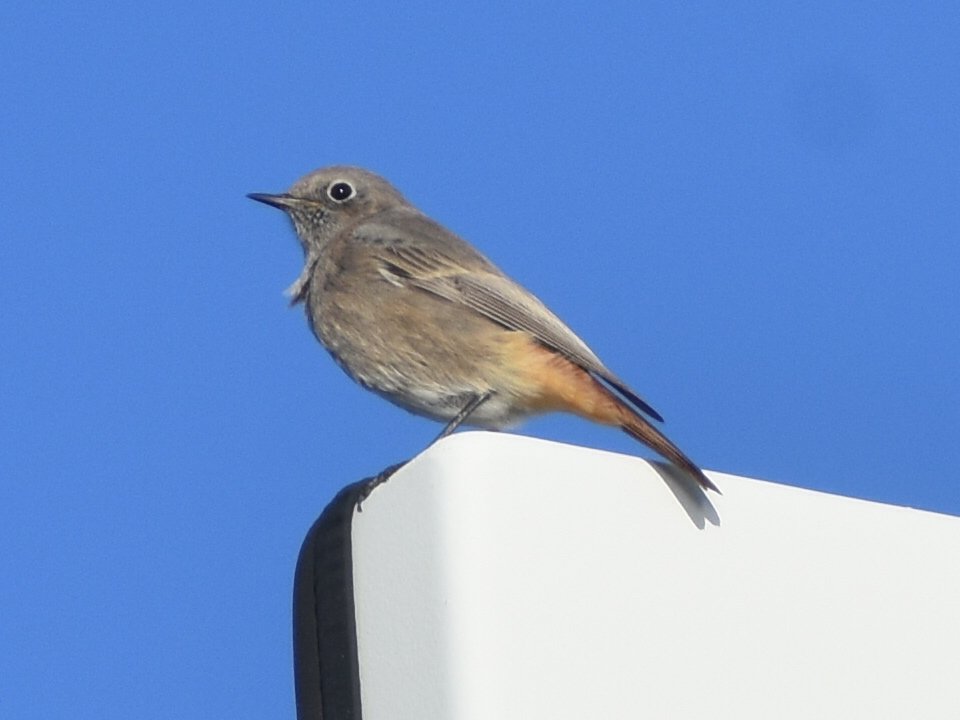 BLACK REDSTART 

Ness Point, Lowestoft 
30.10.25