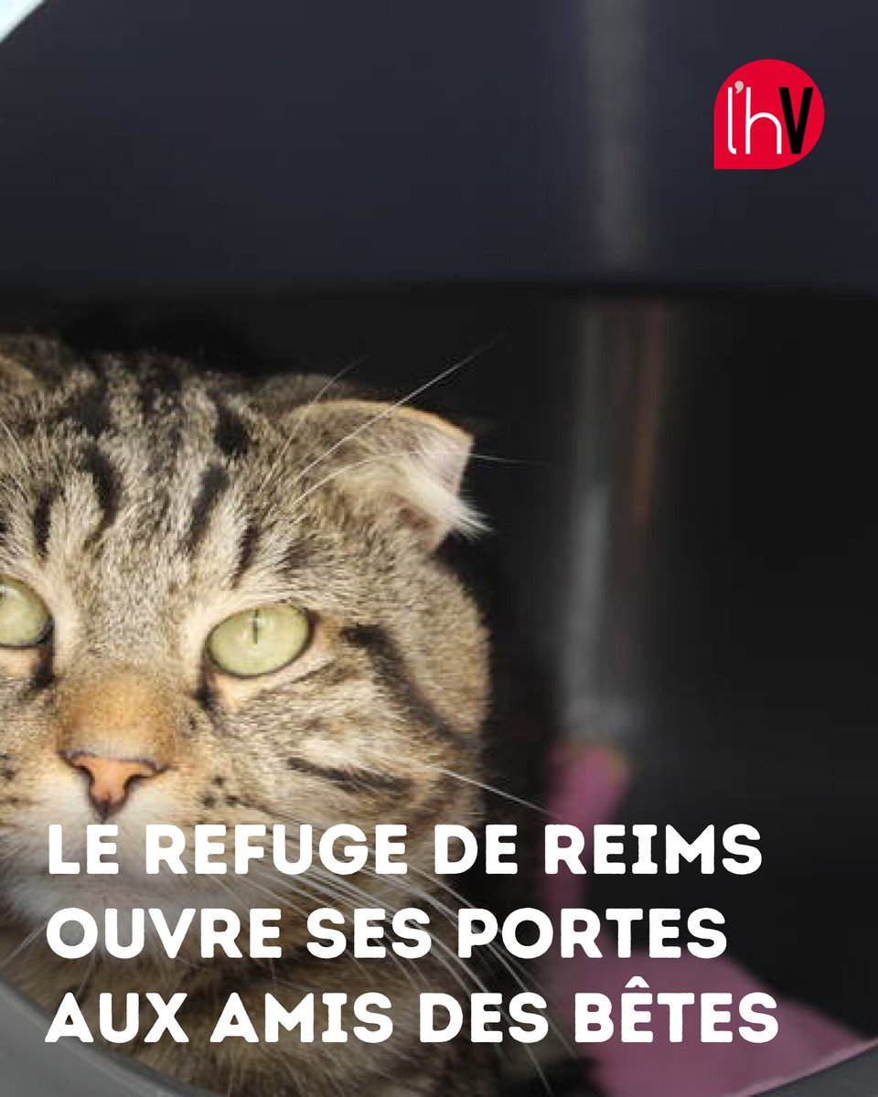 hebdoduvendredi's tweet image. 🐾 Découvrez le refuge de Reims, un havre pour nos amis à quatre pattes ! 150 chiens, 130 chats et plus vous attendent. Adoptez, n’achetez pas ! #Adoption #Refuge #Animaux #Reims #Solidarité
➡️ l.lhebdoduvendredi.com/sax