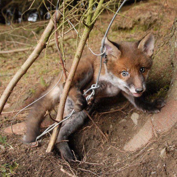 It is UNBELIEVABLE that snares are not banned in England 😡. 

RT if you think snares should be banned ASAP!

#BanSnaresNow!! 🚫