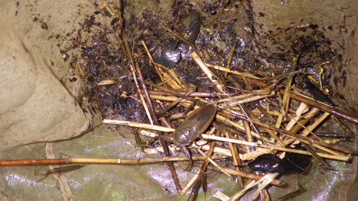 「今年まだ水昆行ってないじゃん！」っと言う訳で急遽ガサ入れ🍂
最低でも年に一回はこの採集から得られる快楽を摂取しないと体調がすぐれません。
水昆は必須栄養素。

#昆虫館バー　#水生昆虫　#タガメ